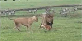 El perro valiente planta cara a la pareja de feroces leones