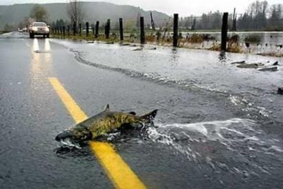 Pillan a los salmones cruzando la carretera a nado