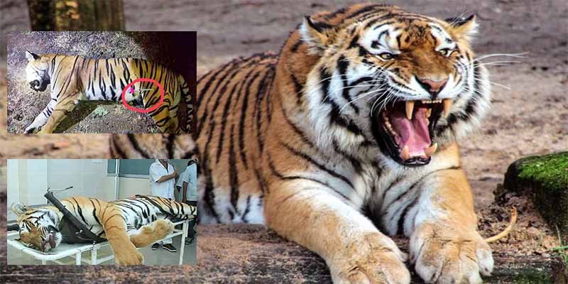 La tigresa asesina se hab&iacute;a merendado a 13 cuando la mataron y ahora enfrentan la furia de los proteccionistas