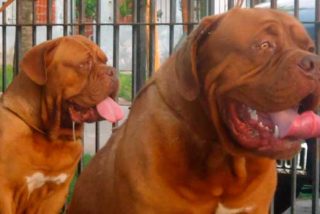 Dos perros matan a sus due&ntilde;as en Madrid y los maridos encuentran los cad&aacute;veres al volver a casa