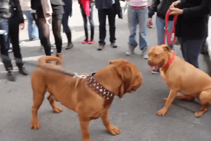 Reacci&oacute;n de dos dogos de Burdeos al verse por primera vez