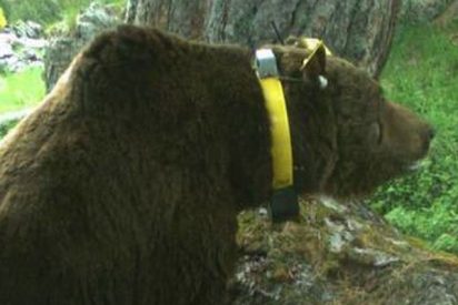 Este es Goiat, el oso asesino del Pirineo al que s&oacute;lo est&aacute; permitido gritarle