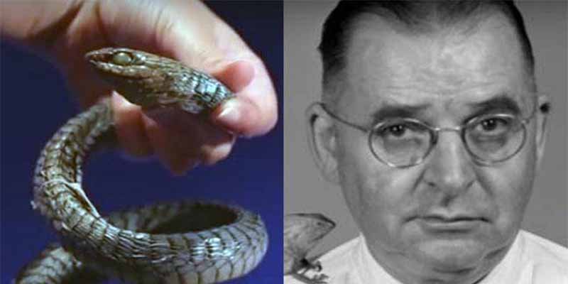 Karl P. Schmidt, el gran experto en serpientes que documentó 'por curiosidad' su muerte tras ser mordido por una