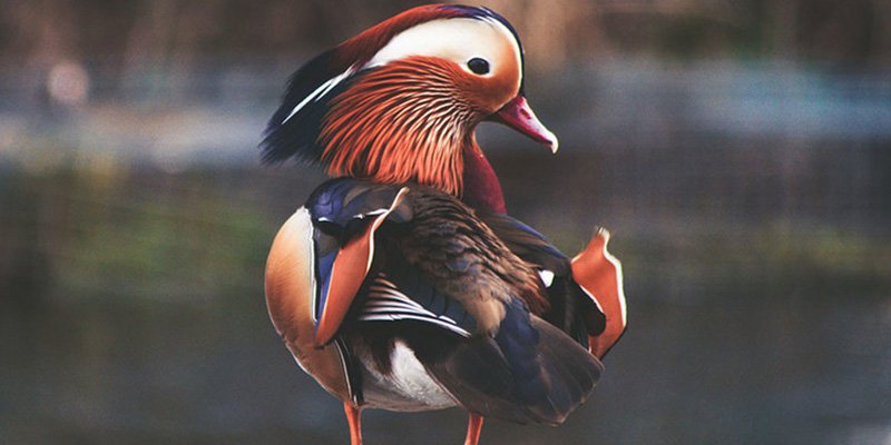 Este pato mandar&iacute;n conquista el Central Park tras una misteriosa aparici&oacute;n