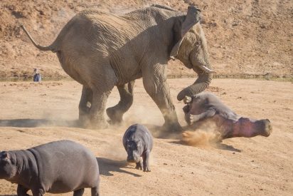 El elefante se enfrenta a tres j&oacute;venes hipop&oacute;tamos y les da lo suyo