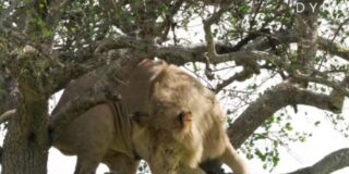 El le&oacute;n &lsquo;cag&oacute;n&rsquo; se queda atrapado en un &aacute;rbol