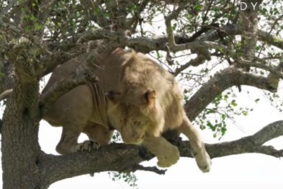 El le&oacute;n &lsquo;cag&oacute;n&rsquo; se queda atrapado en un &aacute;rbol