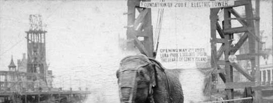 La atroz muerte 'Topsy', la elefanta que Edison y Tesla electrocutaron en una disputa cient&iacute;fica