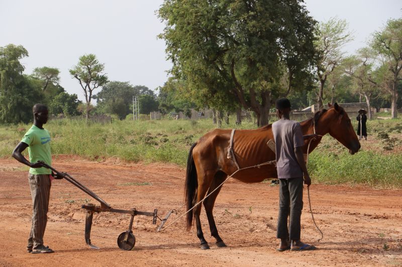 Agricultores en Senegal