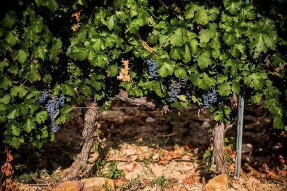 Bodega Finca Rio Negro celebra su Vendimia de Altura