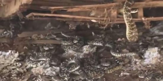 Encuentra un nido de 50 serpientes de cascabel debajo de su cobertizo