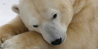 Graban este inesperado 'juego' entre un perro y un oso polar