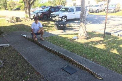 Capturan a una pit&oacute;n de 5,4 metros en Miami