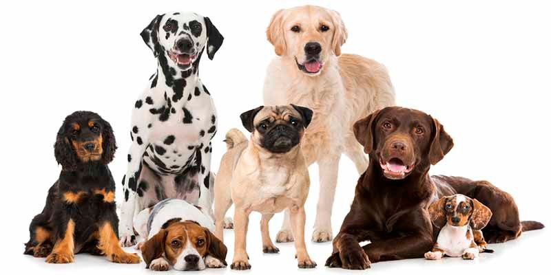 Con esta guía sabrás todo lo que necesitas sobre las diferentes razas de perro