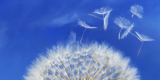Federico S&aacute;nchez Arias: "Mindfulness espiritual: Medion"