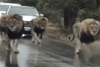 Reyes de la carretera: Estos 4 leones se 'apoderan' de una autopista en Sud&aacute;frica