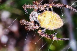 Graban esta escalofriante 'lluvia de ara&ntilde;as' en Brasil
