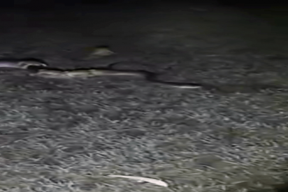Este sapo cachondo se lleva a 9 colegas a dar un paseo sobre una cobra por el barrio