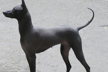 Las redes confunden a este perro sin pelo con una estatua