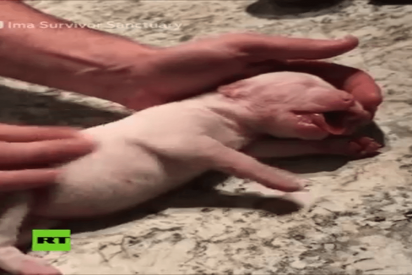 Salva a este peque&ntilde;o cachorro con una improvisada y valiente maniobra de reanimaci&oacute;n