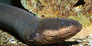 Anguila Eléctrica: el silencioso asesino de las profundidades