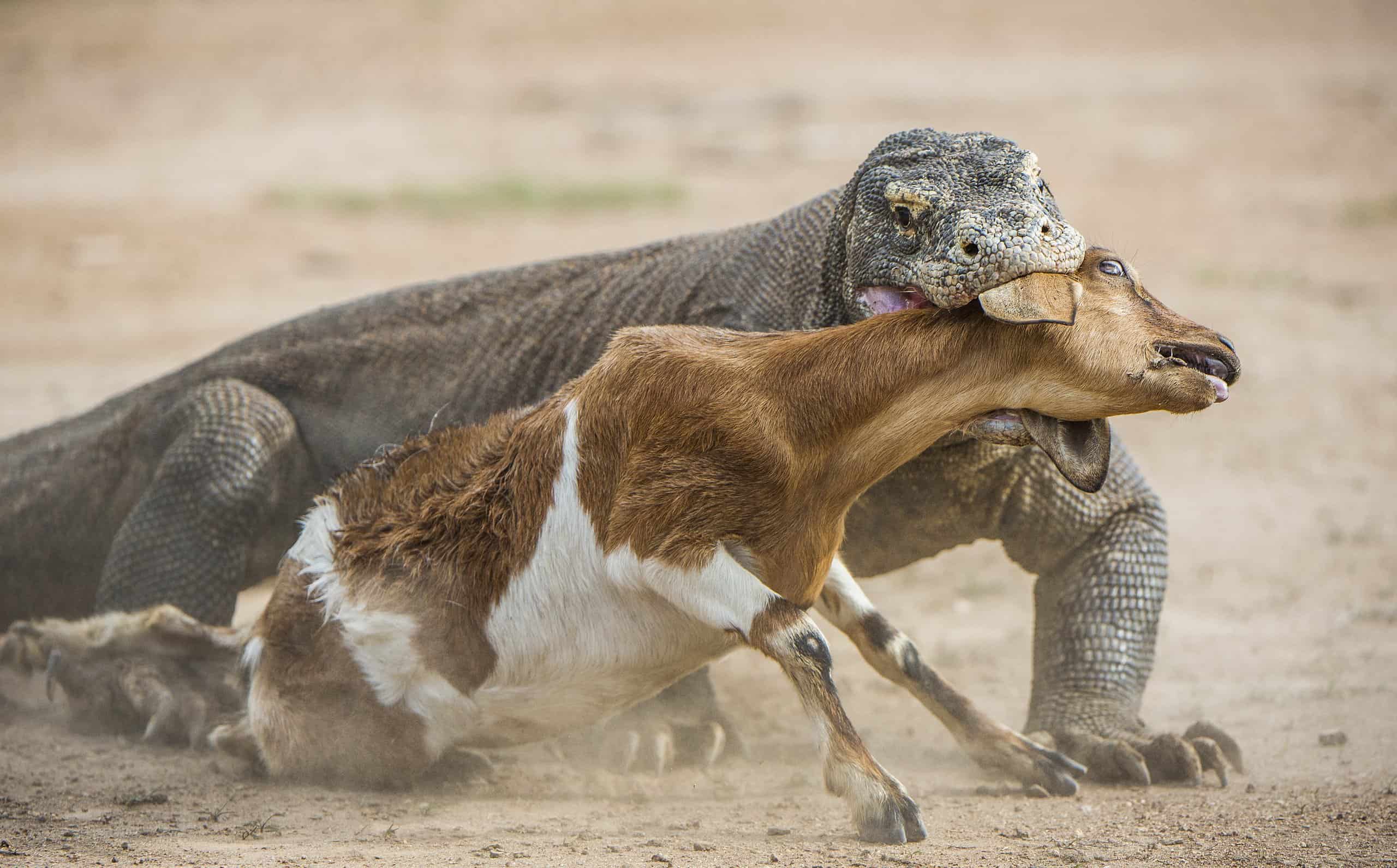 Parque Nacional de Komodo: Hogar del legendario dragón - Periodista Digital
