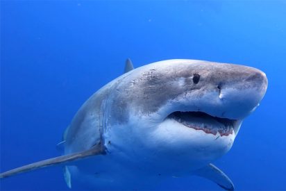 Este es 'Deep Blue', el tibur&oacute;n blanco m&aacute;s colosal del mundo