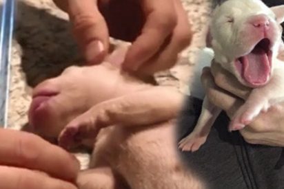 Salva a este peque&ntilde;o cachorro con una improvisada y valiente maniobra de reanimaci&oacute;n
