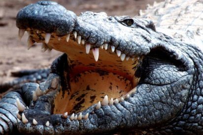 Un hombre muerde a un cocodrilo para rescatar a su hijo