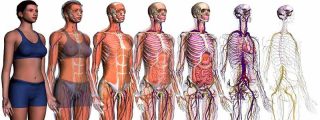 El cuerpo humano, un mosaico de chapuzas evolutivas en lugar de dise&ntilde;o perfecto