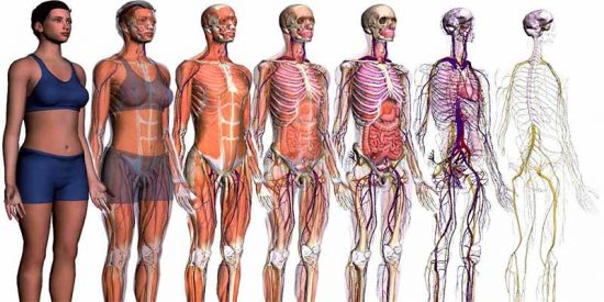 El cuerpo humano, un mosaico de chapuzas evolutivas en lugar de dise&ntilde;o perfecto