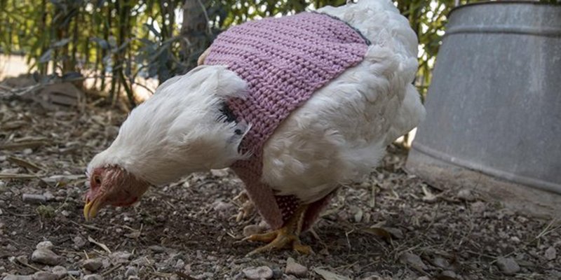 As&iacute; es Vegan&oacute;polis; el lugar donde las gallinas llevan jersey