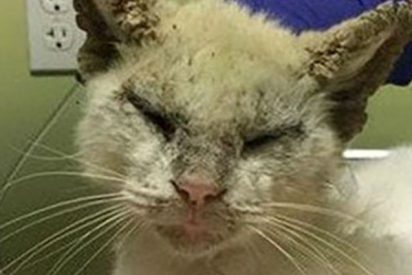 Este gato ciego abre los ojos de nuevo y cautiva a las redes por su belleza