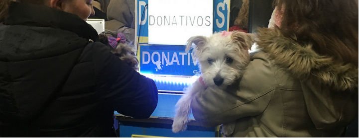Los animales toman el centro de Madrid por San Ant&oacute;n