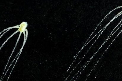 Inhiben un gen de una hidra y obtienen 'monstruos' multicabezas