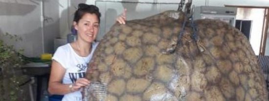 Escalofriante hallazgo: Sac&oacute; del mar a una mantarraya de 140 kilos