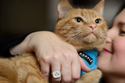 ¡Tener gato es muy peligroso para tu salud!