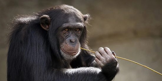 El ingenioso chimpanc&eacute; usa un tronco como escalera para escapar del zoo