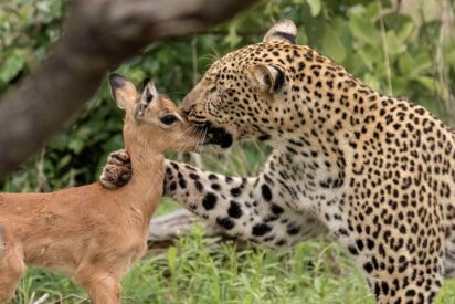 La cría de impala y el leopardo