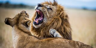 Le&oacute;n contra leona