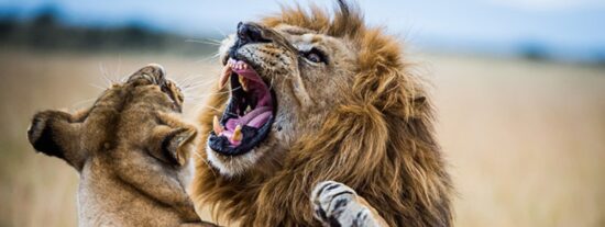 Le&oacute;n contra leona