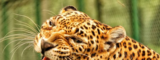 El fatal error del joven leopardo al entrar en territorio del viejo amo