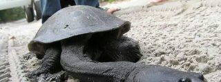 La 'tortuga serpiente' desata el p&aacute;nico en China