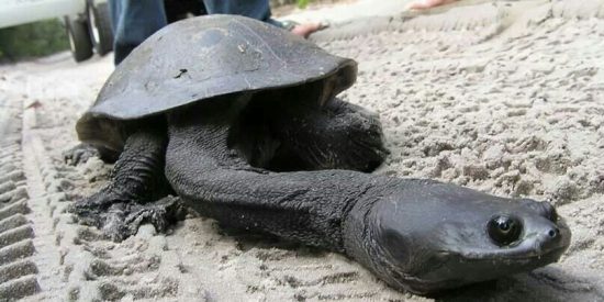 La 'tortuga serpiente' desata el p&aacute;nico en China