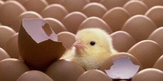 &iquest;Es posible lograr el huevo frito perfecto? Los secretos de los grandes cocineros para conseguirlo