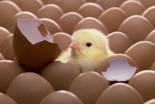 Un pollo, los huevos y las cáscaras