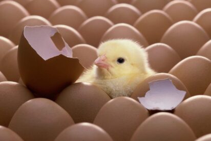 Un pollo, los huevos y las cáscaras