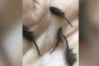 Un joven halla en la cocina unos espantosos insectos que los cient&iacute;ficos no identifican