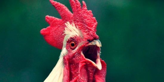 La venganza de un gallo contra su due&ntilde;o por llevarlo a pelear