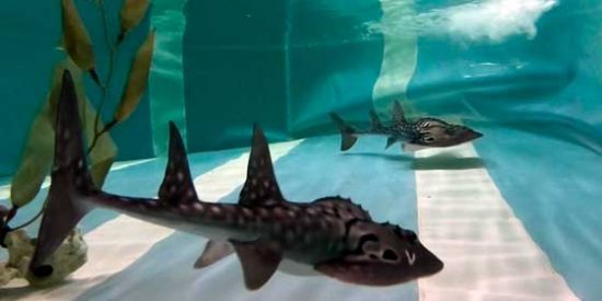 Qué ver y hacer en Teneriife